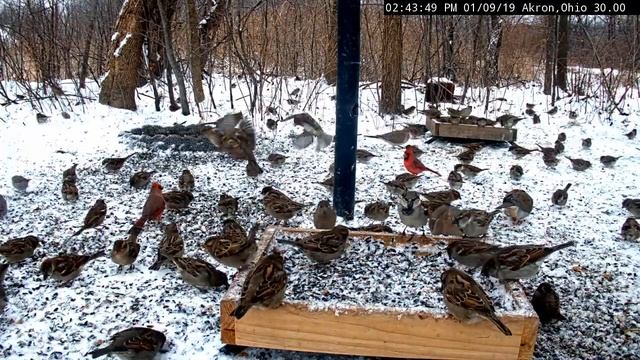 House Sparrow Invasion! Ground Feeder overwhelmed with non-native birds. смотреть онлайн