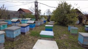 О племенной работе. Для чего нужна выбраковка пчёл. Пасека Старчевских