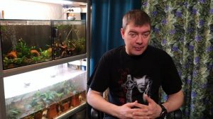 Как перевозить аквариумных рыбок и растения зимой?