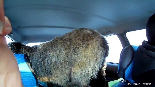 Наши будни Везем овечек в маааленькой машинке смотреть онлайн