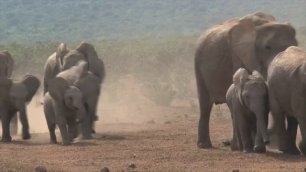 Семья слонов на прогулке