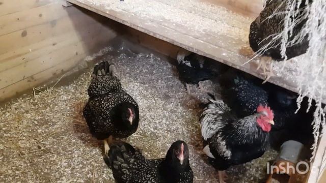 Павловские занеслись,вес яйца.Ливенские,Мараны,Барневельдер сбор яиц. смотреть онлайн