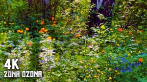 Птицы поют в цветущем лесу