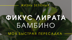 Фикус Лирата Бамбино - быстрая пересадка 3х растений. Про корни,  грунт, размер горшка, полив