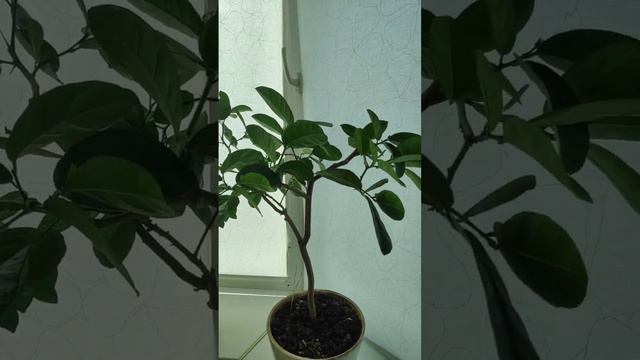 Kumquat Margarita. Lemon Pavlovsky. Calamondin. Lemon Panderose. Кумкват Маргарита. Каламондин. смотреть онлайн