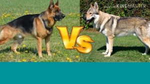 Чехословацкая волчья собака против Немецкой овчарки. Animals Battle.