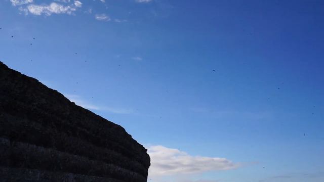 Птичий базар на острове Преображения. смотреть онлайн