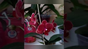 Фаленопсис Fangmei sweet 1456. Азиатская интрига.