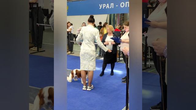 Кавалер победитель смотреть онлайн