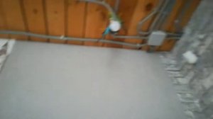 Первый полет моего волнистого попугая.Первый полет Луны.