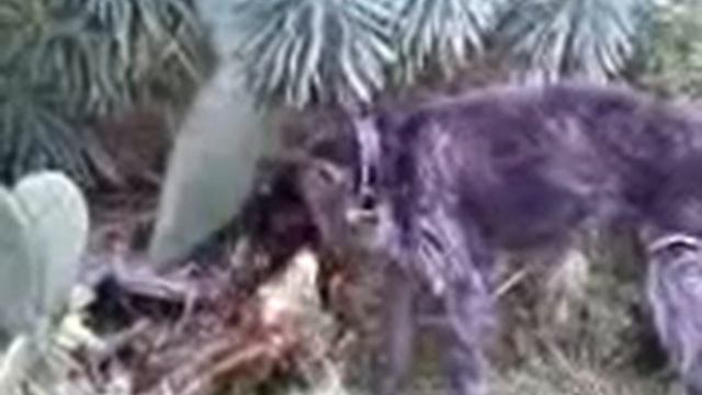 Drahthaar vs. Fichi d'india смотреть онлайн