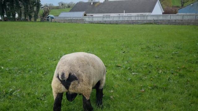 Племенные бараны производители Суффолк ?? #суффолк #suffolkrams #ram #георгиевскийдорпер смотреть онлайн