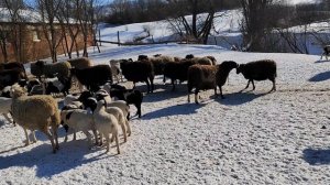 МОИ СОВЕТЫ 🤗🤗🤗ДОРПЕР 🐑🐑🐑🐑