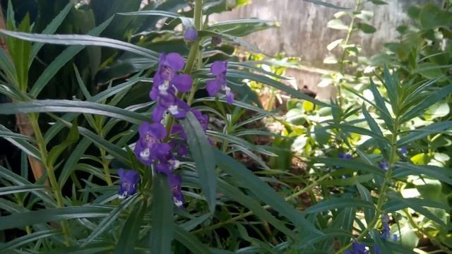 Angelonia Flowers смотреть онлайн