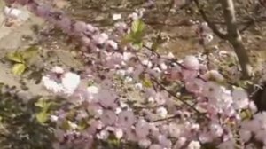 Очень душевная украинская песня