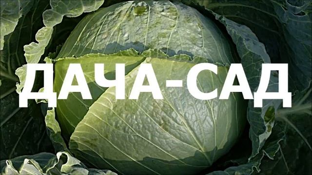КАПУСТА БЕЛОКОЧАННАЯ (ОПИСАНИЕ)