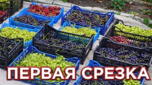 ПЕРВАЯ СРЕЗКА ВИНОГРАДА.