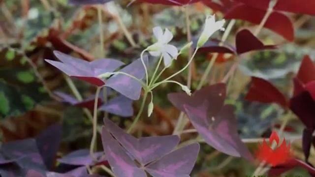 Кислица «Треугольная» - Оксалис