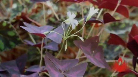 Кислица «Треугольная» - Оксалис