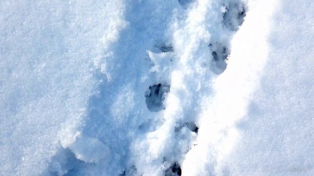 БЕЛОГРУДЫЙ ЁЖ - NORTHEN WHITE BREASTED HEDGEHOG Следы зверей