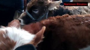 ЖОНДОР МОЛ БОЗОРИ ГУНАЖИН ВА БУКАЧА НАРХЛАРИ JONDOR MOL BOZORI GUNAJIN VA BUQACHA NARXLARI