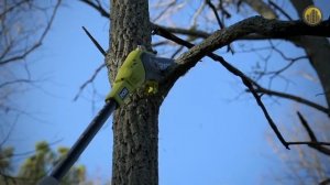 Цепной высоторез RYOBI 3001250(OPP1820)