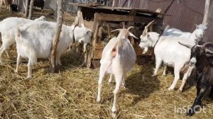 Козы первокотки и их удой. Молоко нубиек жирное?Утреняя управа.