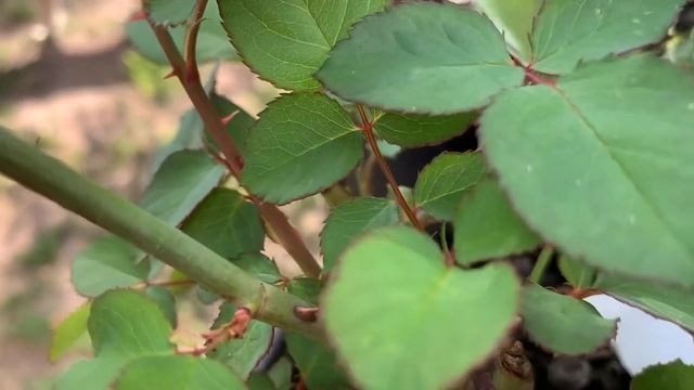 Роза Тара, мой боец!!! смотреть онлайн