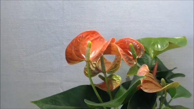 Антуриум Принц Оранжевый (Anthurium Prince Of Orange) смотреть онлайн