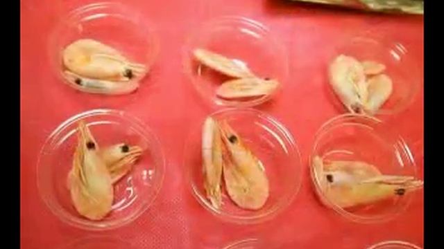 Креветки калури 28 12 2013 сжатый смотреть онлайн