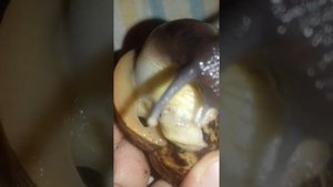 КАК и ЧЕМ КАКАЮТ И ДЫШАТ АФРИКАНСКИЕ УЛИТКИ АХАТИНЫ???
