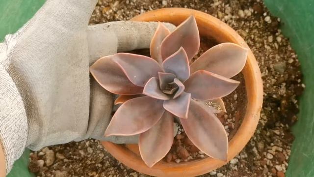 Trasplante de Graptoveria Fred Ives y Aeonium kiwi.