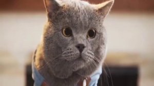 Приключения Кота Майкла 2017-2018