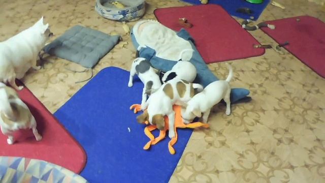 #ЖЕНИХ ПРЯНЯ ЕДЕТ ДОМОЙ#ТЕСТ АМИГУРУМИ#МИНИЧИХУА ПРОДАЮ#ЧИХУА В 12 ЛЕТ ИГРАЕТ С ИГРУШКАМИ#МАРИМИСТИ смотреть онлайн