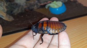 5 фактов о Мадагаскарских тараканах !