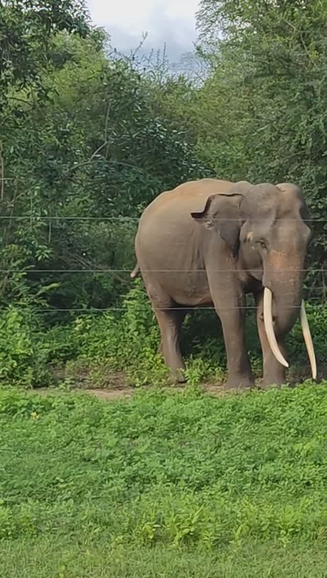 115)У слона 2 большие шишки на голове. Экскурсия Элла. Шри-Ланка за 58 тысяч рублей. Тутси влог.