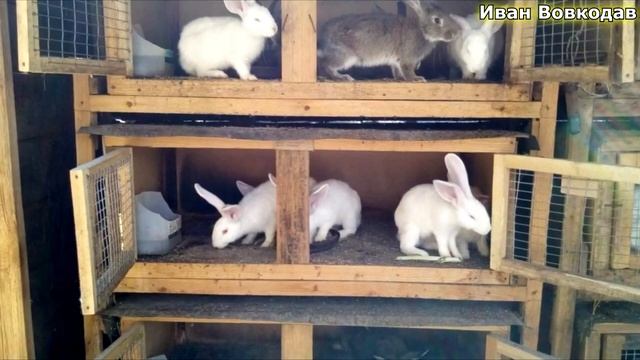 Разведение кроликов как бизнес идея  Подробный бизнес план 2021 Как заработать деньги на кроликах
