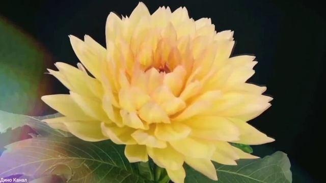 С 8 Марта! (Красивое видео поздравления!) смотреть онлайн