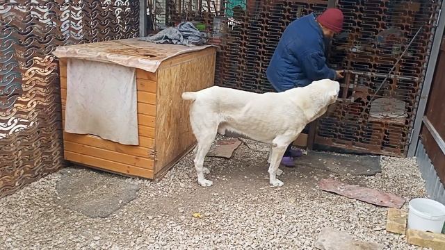 Алабай. Содержание Алабая (дополнение) от заводчика-любителя Азиатов