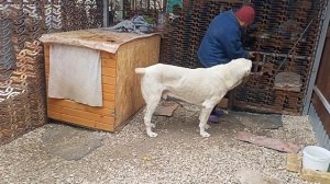 Алабай. Содержание Алабая (дополнение) от заводчика-любителя Азиатов