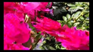 Прищипка базальных побегов у роз- гарантия успеха в будущем сезоне.