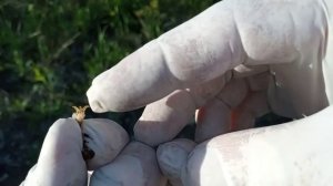 пчеловодство# спаривание матки с трутнем своими руками ?