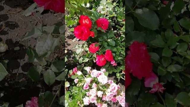 Красота Роз (the beauty of roses)??