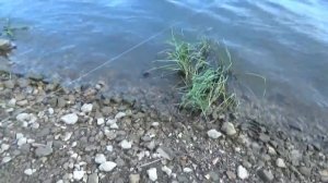 Кормим одну снасть , а ловим на две .Лещ на фидер и чехонь на резинку