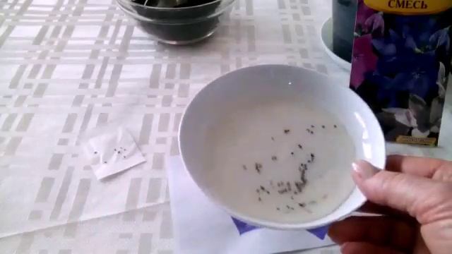 Многолетник платикодон. Размножение смотреть онлайн