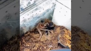 ? Как происходит линька у тарантула