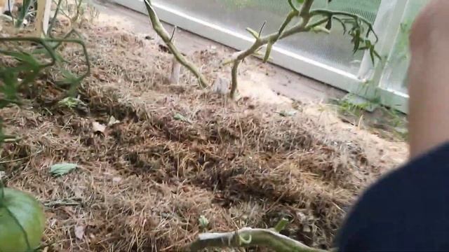 Сравниваю два похожих сорта томатов Чёрная магия и Сержант Пеппер. смотреть онлайн