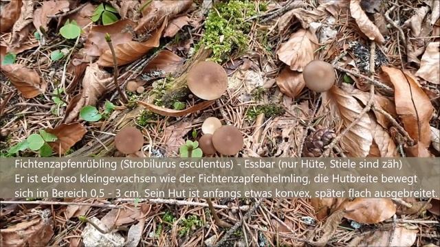 Pilze am 13. März 2021 - Fichtenzapfenrübling vs. Fichtenzapfenhelmling (beide Arten im Vergleich) смотреть онлайн