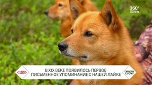 100 символов Карелии. Лайка