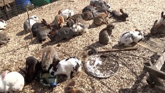 Сороки разорили вольер с крольчатами! смотреть онлайн